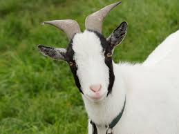 Image result for goat
