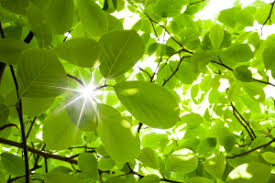 Obituary for Edward Marek