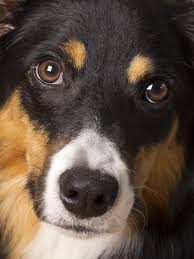 Tricolor is sometimes called tanpoint, indicating tan eyespots, tan cheek spots, and tan on the legs. Border Collie Tri Color Luna Border Collie Puppies Collie Puppies