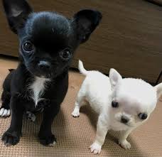 Black And White Chihuahua Puppy Black And White Cuties Chihuahua Chihuahua Puppies Tiny Puppies Chihuahua Dogs
