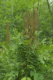 Image result for Osmunda regalis
