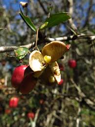 Image result for Putterlickia verrucosa