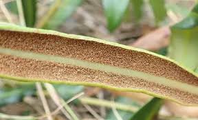 Image result for Elaphoglossum spathulatum