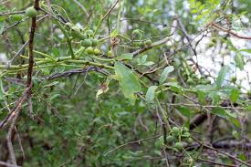 Image result for Cissus aralioides