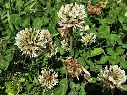 Check spelling or type a new query. Clovers Trefoil Red Clover Hares Tail Clover Dutch Clover Swedish Clover Hop Trefoil Meadow Clover Trifolium