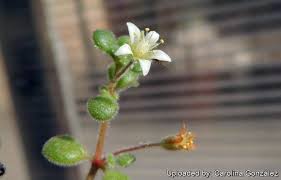 Image result for Crassula expansa