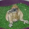 The egyptian vulture is found from southwestern europe and northern africa to india. Https Encrypted Tbn0 Gstatic Com Images Q Tbn And9gcqwur5uno96zoex4nahv6orzghznhmk3x6sgsjmv2fo81yct9fe Usqp Cau