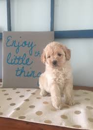 Check spelling or type a new query. Best Doodle Puppy Goldendoodles