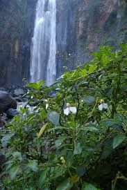 Image result for Impatiens tinctoria