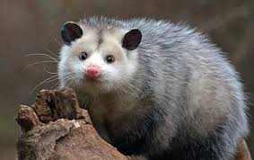 Possums are protected in nsw and catching possums without a licence is illegal in nsw. Opossum Exclusion Removal Services In San Francisco Bay Area