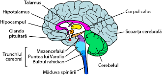 Sistemul nervos central poate fi împărțit, din punct de vedere anatomic în două elemente importante: Ce Se AflÄƒ In Creierul Vostru Ask A Biologist