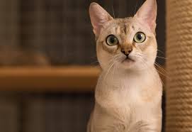 These cats are also some. Singapura Cat Breeds Online Shopping