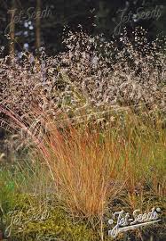 Image result for Avenella flexuosa