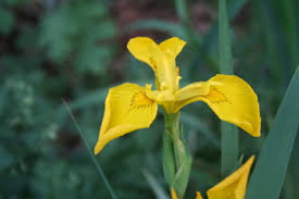 The letter had to be a i want nothing to do with you type of letter. This Plant Is Illegal Kind Of My Northern Garden