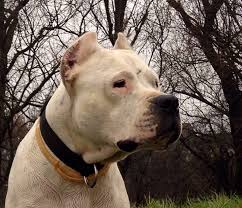 dogo argentino cordoba de furioso cazador animals pitbulls dogs