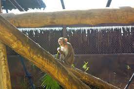 Diversos tipos de cobras, iguanas, sapos,. Science Park Instituto Butantan