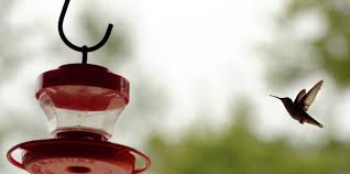 Cleaning a hummingbird feeder is fairly simple if you know what to do. How To Attract Hummingbirds To Your Yard Hello Homestead