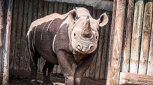 >> سلك الدرر في أعيان القرن الثاني عشر. Dehorning The Last Rhinos ÙÙŠ Ù…Ù†ØªØ²Ù‡ Ø²Ø§ÙƒÙˆÙ…Ø§ Ø§Ù„ÙˆØ·Ù†ÙŠ ÙÙŠ ØªØ´Ø§Ø¯ Ø§Ù†Ø¸Ø± ÙˆØªÙØ¹Ù„ 2021