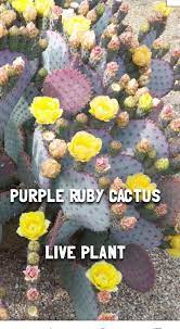 Great savings & free delivery / collection on many items. Orenderfarmgarden Plants Succulents For Sale Live Plants