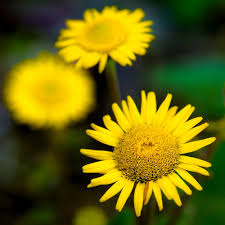 Image result for Anisopappus chinensis