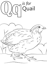 Since there aren't as many words that start with the letter v, this letter v … preschool abc coloring pages. Quail Letter Q Coloring Page Free Printable Coloring Pages For Kids