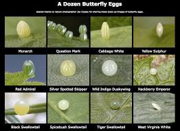 Black And Red Caterpillar Identification Butterfly Eggs Identifying Photos Monarch Butterfly Garden Insect Eggs Raising Butterflies