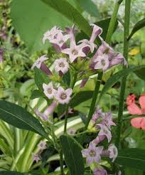 Image result for Cestrum × cultum