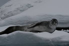 Image result for LeopardSeals