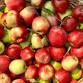 Cider Pressing & Pumpkins at Arrowhead Ranch event image
