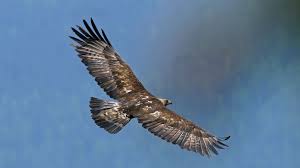 In deutschland brüten steinadler nur noch in den Der Adler Ist Und Bleibt Konig Der Alpen Nzz