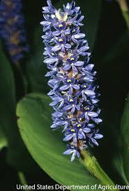 Image result for Pontederia