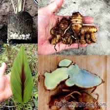 Image result for Cola pierlotii