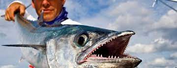 Check spelling or type a new query. Jenis Dan Gambar Ikan Tenggiri Paling Lengkap Nama Nama Hewan