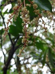 Image result for Homalium dentatum