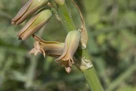 Image result for Dipcadi