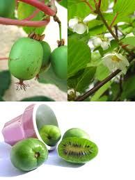 Image result for Actinidia