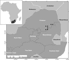 Image result for Pavetta zeyheri