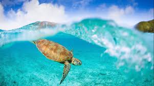 To be more specific, there is proof that one of the oldest sea turtle fossils was dated to be from 150 million years ago. 12 Interesting Facts About Sea Turtles Passport Ocean