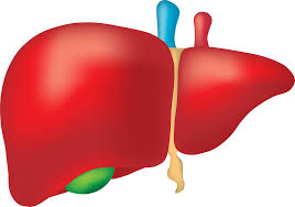 End Of Life Care And Liver Disease What To Expect Above Beyond Home Health Care And Hospice Care