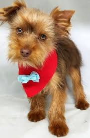 Not only are we committed to providing wonderful pets, we are also committed to understanding your pets needs. Denver Yorkshire Terrier Puppy Puppyspot Yorkshire Terrier Puppies Yorkshire Terrier Dog Yorkshire Terrier