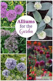 Alliums For The Garden The Best Long Blooming Allium Varieties Planting Bulbs Spring Flowering Bulbs Plants