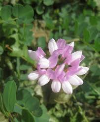 Image result for Securigera  varia