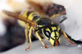 Umgang Mit Wespen Und Hornissen Kein Grund Zur Panik Nabu