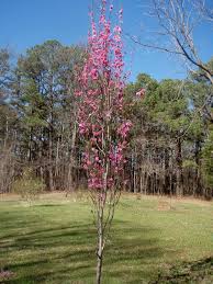 We did not find results for: Prunus Persica Nectarine Peach North Carolina Extension Gardener Plant Toolbox