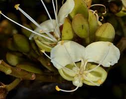 Image result for Anthonotha