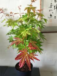 See your favorite asparagus plants and perennials plants discounted & on sale. 30 Top For Japanese Plants Indoor Pink Wool