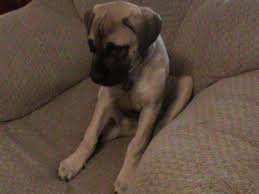 Growth Chart Raising An English Mastiff Puppy