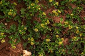 Image result for Acanthospermum australe