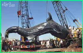 Saat hewan ini berkamuflase kamu tidak akan pernah dapat membedakan manakah yang batu karang sungguhan dan manakah yang ikan batu. 5 Ikan Raksasa Terbesar Di Dunia Yang Pernah Tertangkap Paling Berat 21 Ton Dunia Fauna Hewan Binatang Tumbuhan Dunia Fauna Hewan Binatang Tumbuhan