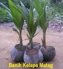 Bagi tanaman kelapa matag anggaran kos pembangunan bagi sehektar ialah sebanyak rm 4,344.00. Anim Agro Technology Kelapa Matag Tulen Dan Ada Tertipu